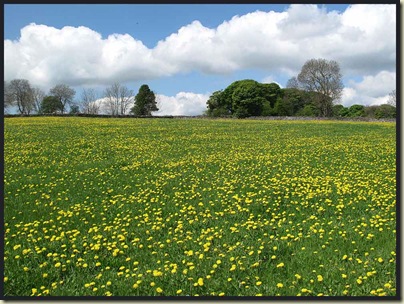 A field of dandelions near Middleton
