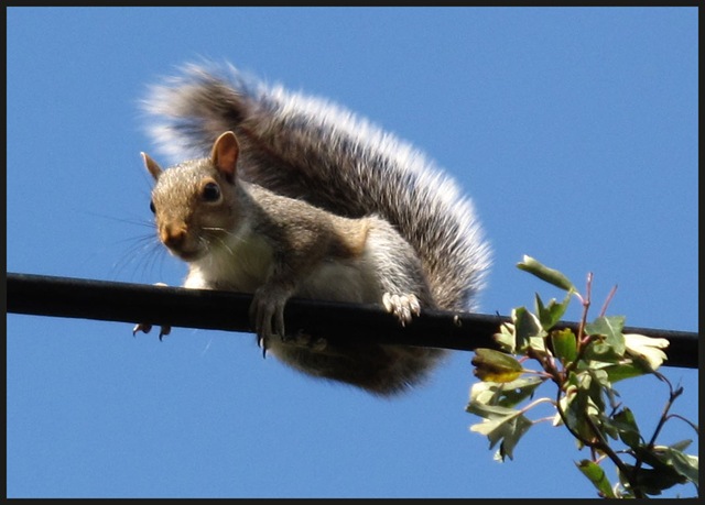 [1304squirrel[3].jpg]