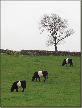 Belted cows