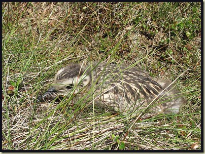 Curlew chick