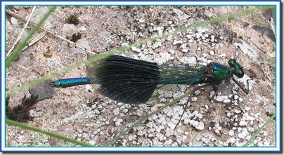 Banded Demoiselle Damselfly Banded Demoiselle Damselfly