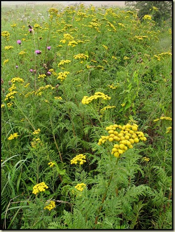 Tansy (Tanacetum parthenium)