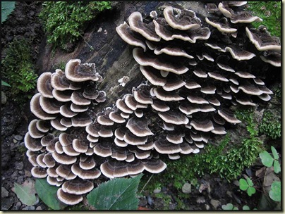 A Polyporaceae fungus