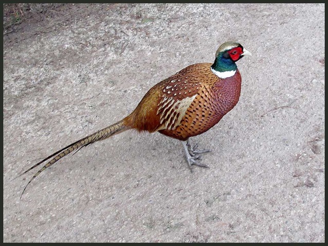 [1101pheasant[3].jpg]