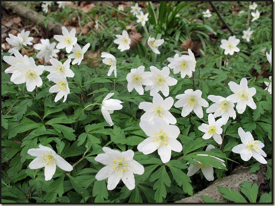 Wood Anemone (Anemone nemorosa)