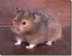 sable sable