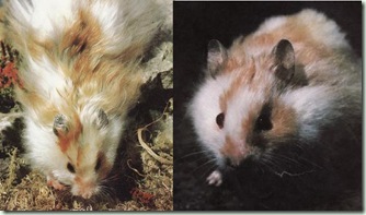 piebald piebald