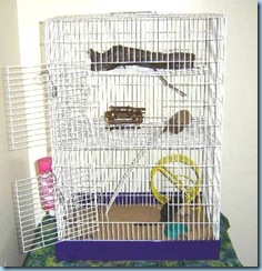gaiola gerbil gaiola gerbil
