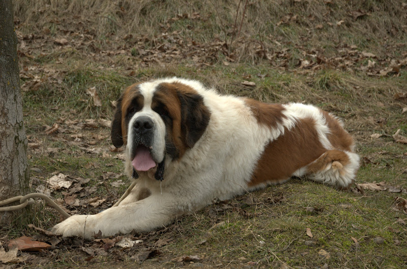 Saint-Bernard