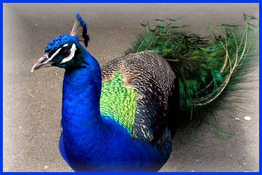 [P - peacock[2].jpg]