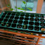 garyhodgson's Main Propagator garden
