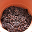 garyhodgson's Wormery garden