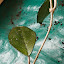 Hoya Cutting