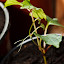 Virginia Creeper seedlings