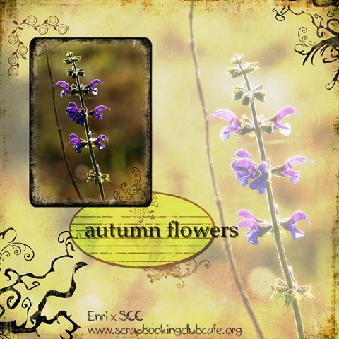 [autumn flowers[4].jpg]