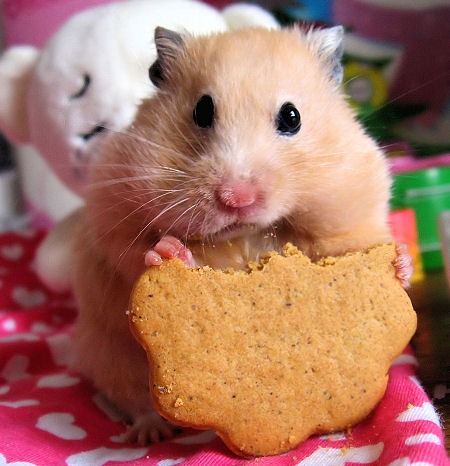 [hamster1[2].jpg]