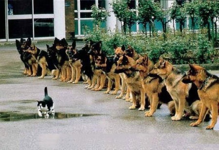[cat_police_dogs[4].jpg]