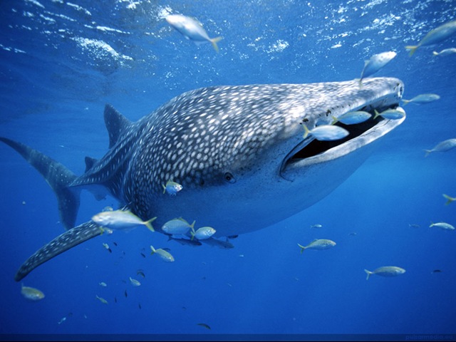 [whale-shark-with-fish[5].jpg]