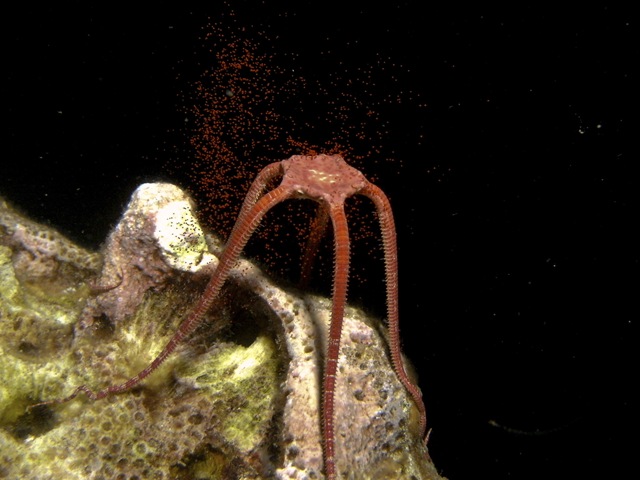 [Coral_Spawning-7[3].jpg]