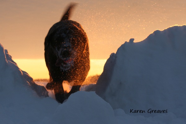 [gold_snow_2_0937[14].jpg]