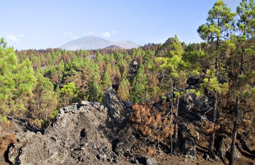 [Reserva Natural Especial El Chinyero (El Tanque) afectada por el incendio del verano de 2007 (DM)[4].jpg]