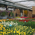 T-TR-NT-09-0910.JPG, Keukenhof - The Netherlands - Diane's Trip to the Netherlands - 4/4/09, Diane's Trip to the Netherlands Day 9