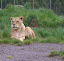 a lion.jpg