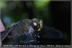 DSC01661 (Small).JPG