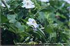DSC01565 (Small).JPG