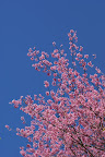 DSC02981.JPG