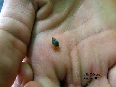 Rincon PR Hermit Crab