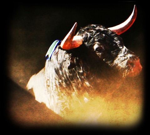 antitaurino