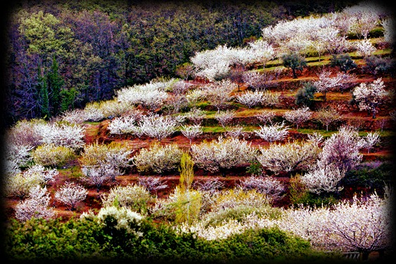 valle del jerte