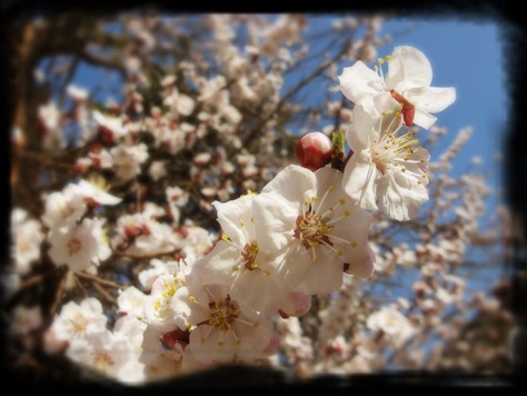 flor de albaricoque