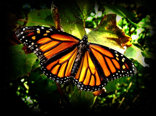 Danaus_Plexippus_Plexippus_by_shameless_cliche