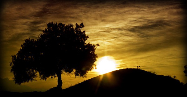 [Olive_sunset_by_KatoSpiegel[5].jpg]