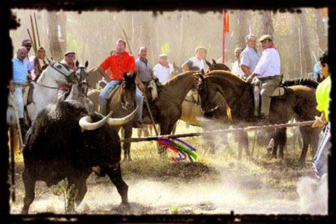 508901 Toro de la Vega