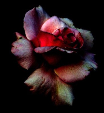 Rose__by_breakdownxxx
