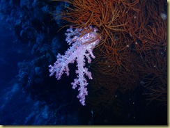 Brocolli Coral Dive 3