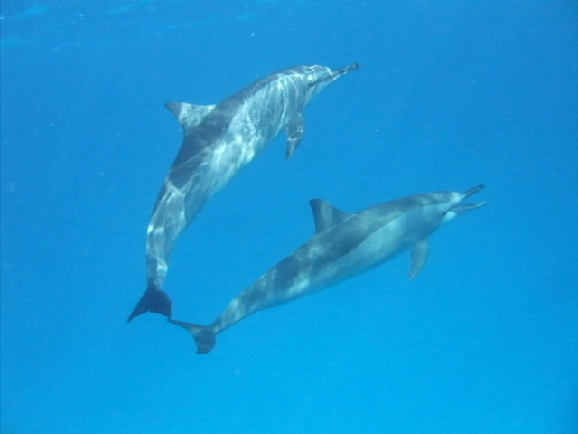 [SwimmingwithDolphins_012.jpg]