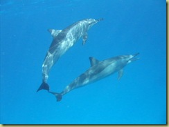 Swimming with Dolphins_01