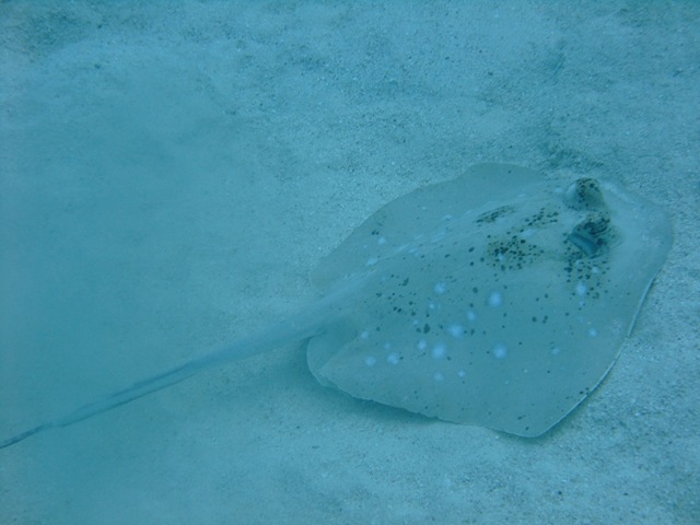 [Blue Spotted Ray[2].jpg]