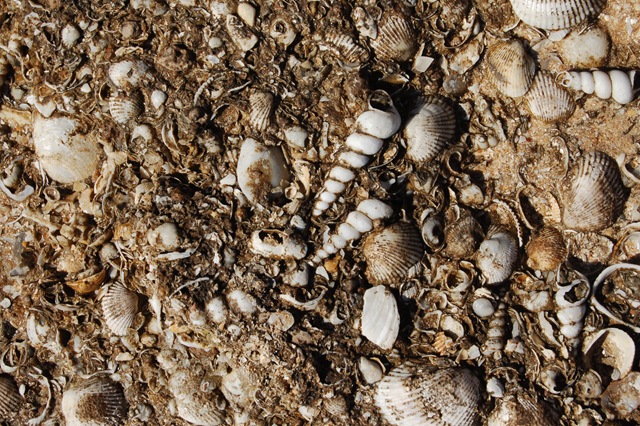 [Fossil Shells in Sandstone at Kuramba[2].jpg]