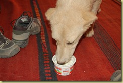 Dog eating yogurt
