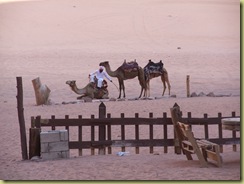 Camels pass by