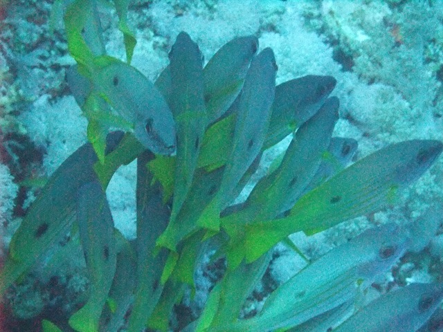 [Fish2closeup2.jpg]