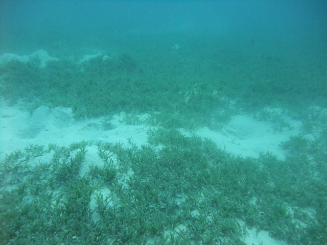 [Grass12.jpg]