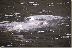 Bottle Nose Dolphins