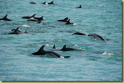 Lots of Dolphins