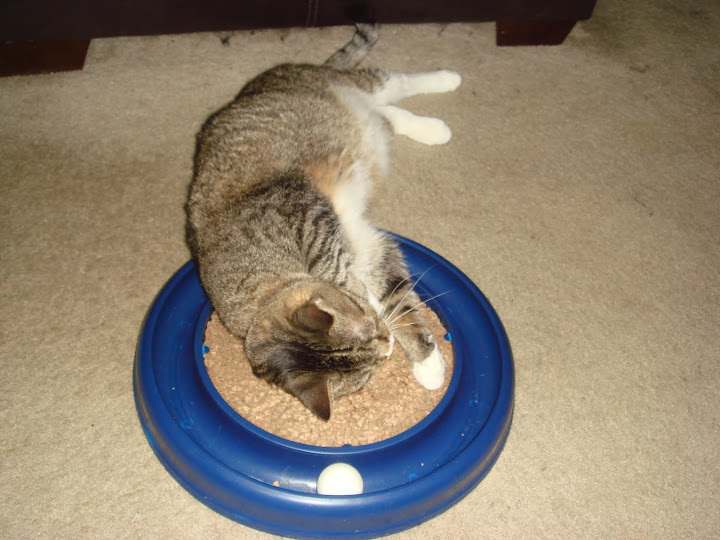 Roxy loves catnip!